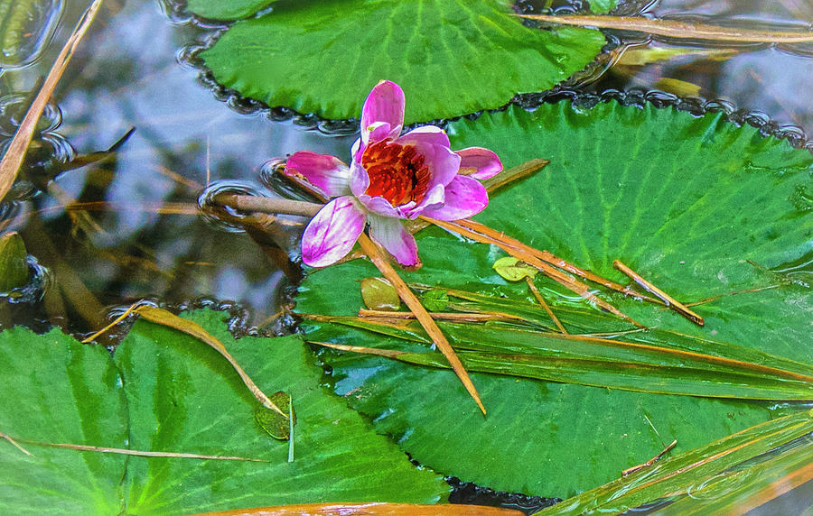 Pink Waterlily Study Photograph by Venetia Featherstone-Witty