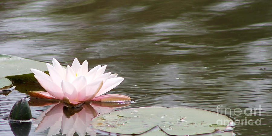 Pink Photograph - Pink Waterlily by Vivian Bound Pink Photograph - Pink Waterlily by Vivian Bound