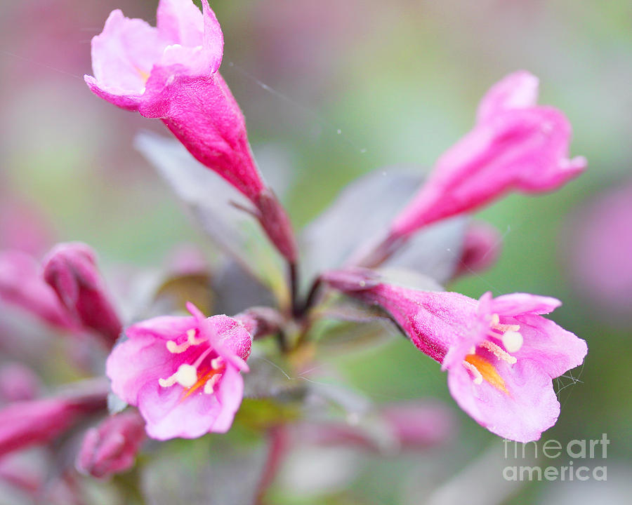 Spring Photograph - Pink Weigela by Elizabeth Thomas