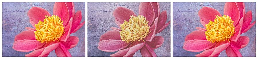 Floral Triptych Photograph - Pink Whispers Triptych by Alice Gipson Floral Triptych Photograph - Pink Whispers Triptych by Alice Gipson