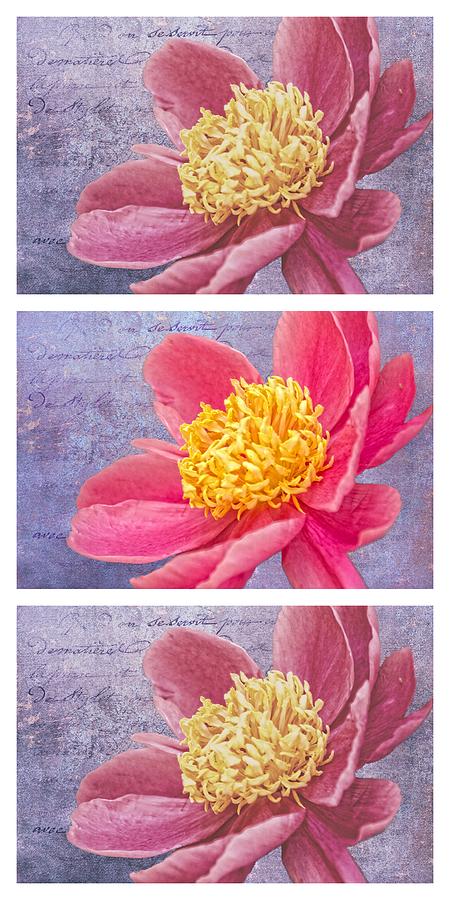 Triptych Photograph - Pink Whispers Two Vertical Triptych by Alice Gipson Triptych Photograph - Pink Whispers Two Vertical Triptych by Alice Gipson