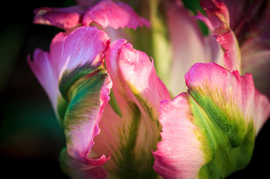 Pink White and Green Parrot Tulips Photograph by Joni Eskridge