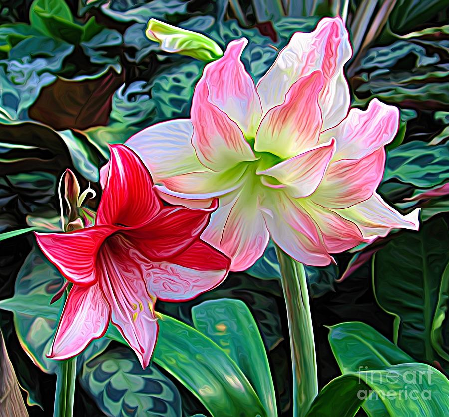Pink White and Red Amaryllis Flowers Expressionist Effect Photograph by Rose Santuci-Sofranko