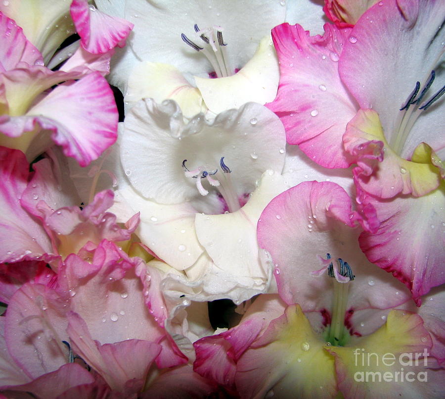 Pink White and Yellow Gladioli Flowers Photograph by Rose Santuci-Sofranko