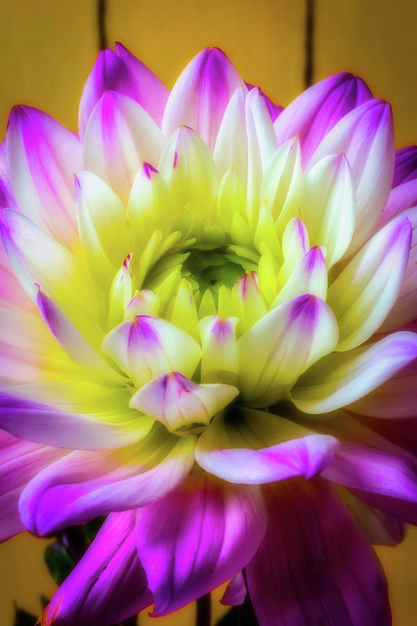 Pink White Dahlia Photograph by Garry Gay