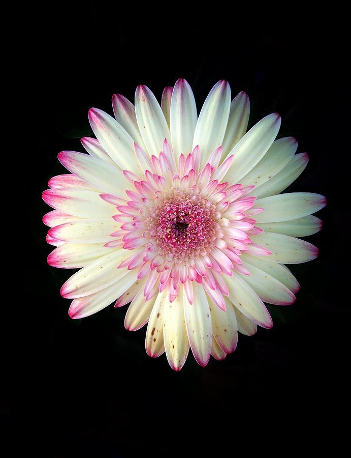 Pink white flower on black Photograph by Andrew Rhine