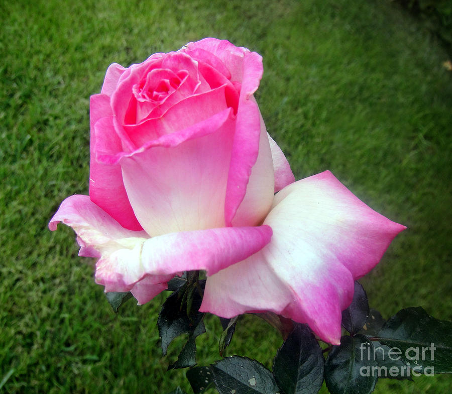Rose Photograph - Pink-white rose bud by Sofia Goldberg