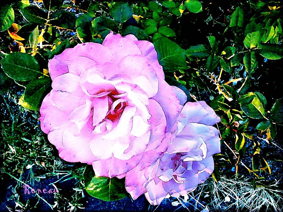 Pink - White Roses  2 Photograph by A L Sadie Reneau