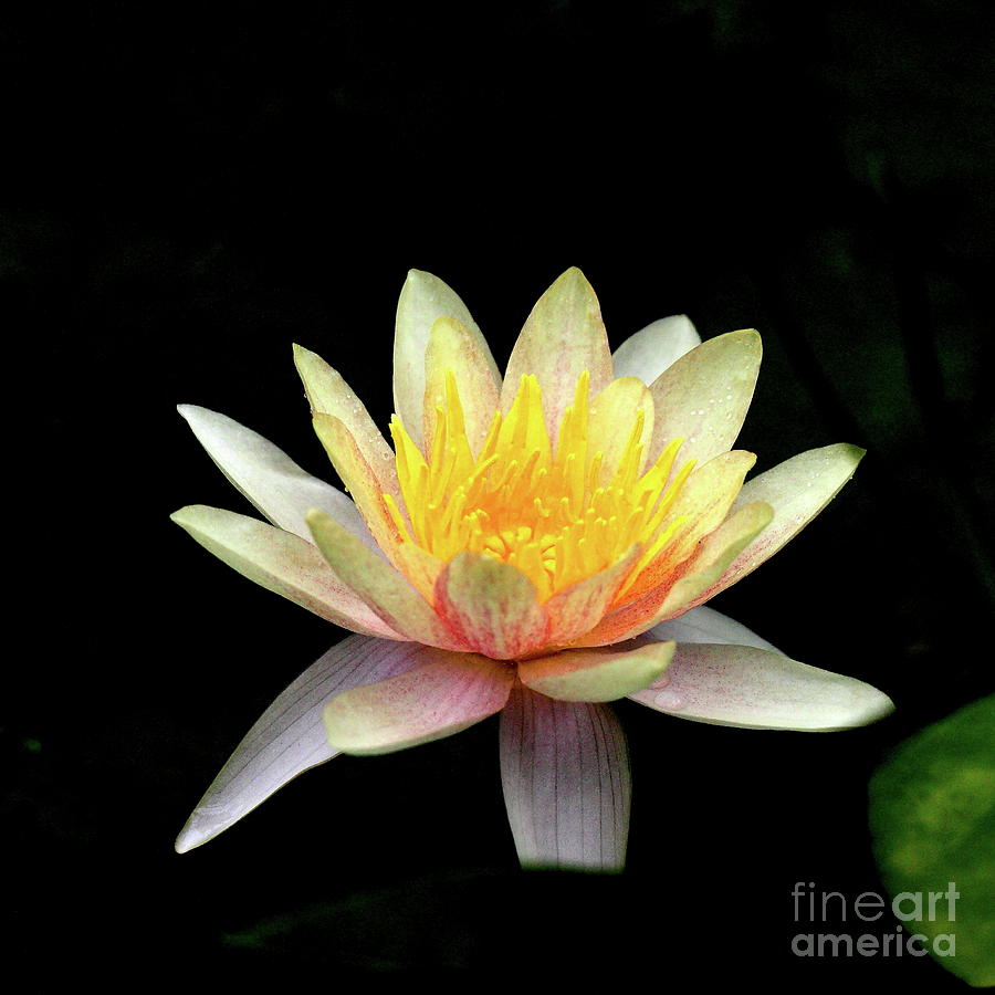 Pink White Yellow Water Lily Lotus Flower . Square . 7D5754 Photograph by Wingsdomain Art and Photography
