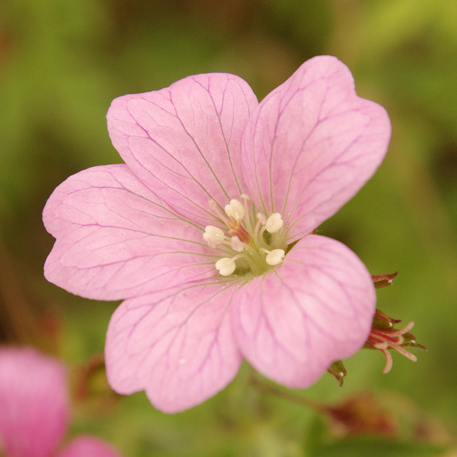 Pink Wild Geranium Photograph by Adrian Wale