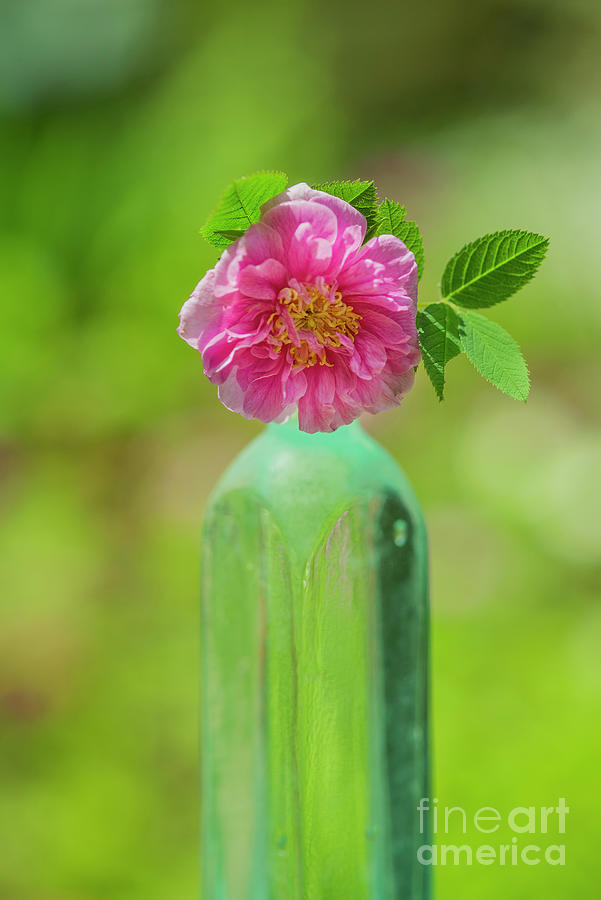 Pink Wild Rose Photograph by Alana Ranney