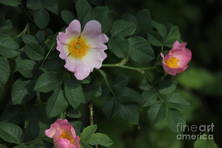 Pink Wild roses Photograph by David Frederick