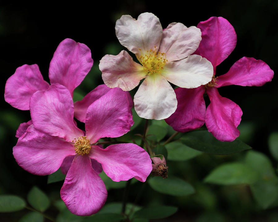 Pink Wild Roses Photograph by Judy Garrard | Fine Art America