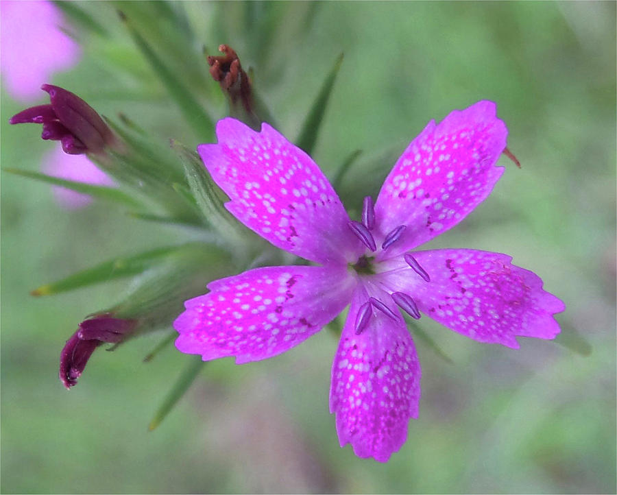 Pink Wildflower Bloom Photograph