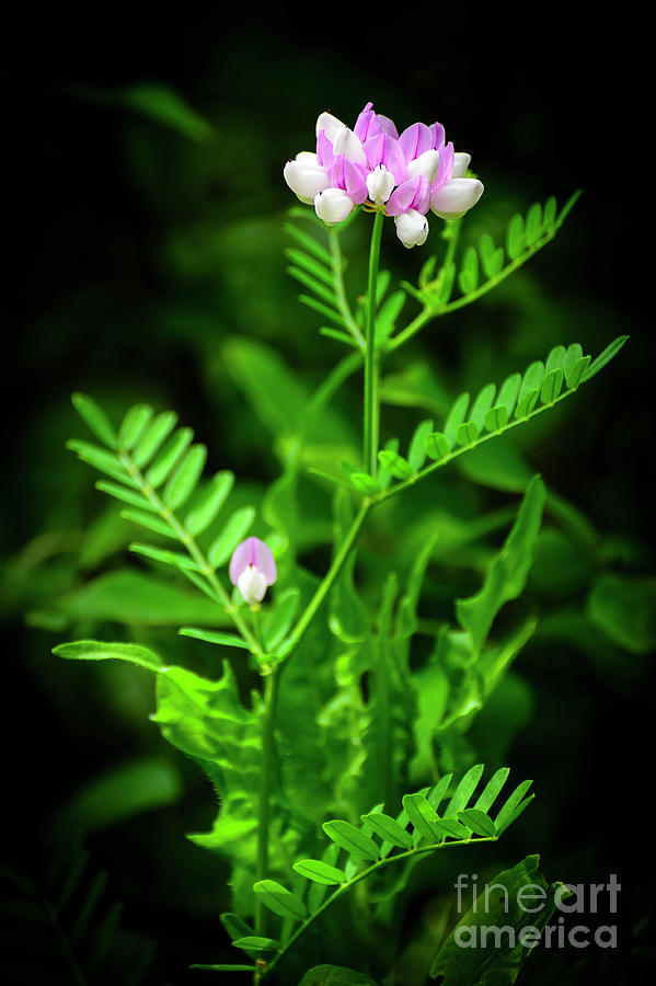 Pink Wildflower Photograph by Joann Long