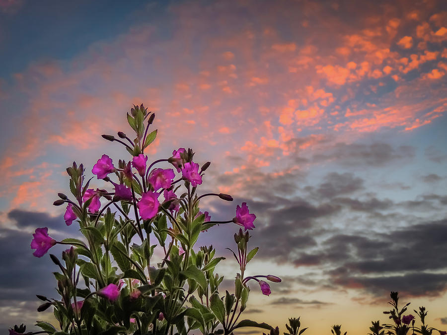 Pink Wildflowers at Sunset Photograph by James Truett