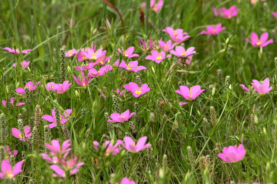 Pink Wildflowers in Field Photograph by Sheila Brown