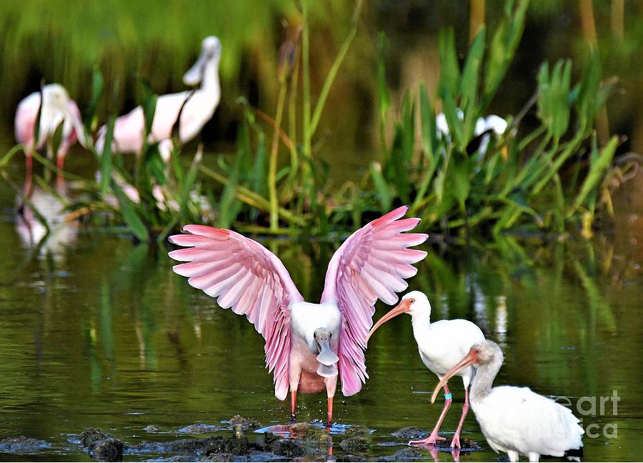 Nature Photograph - Pink Wings by Julie Adair