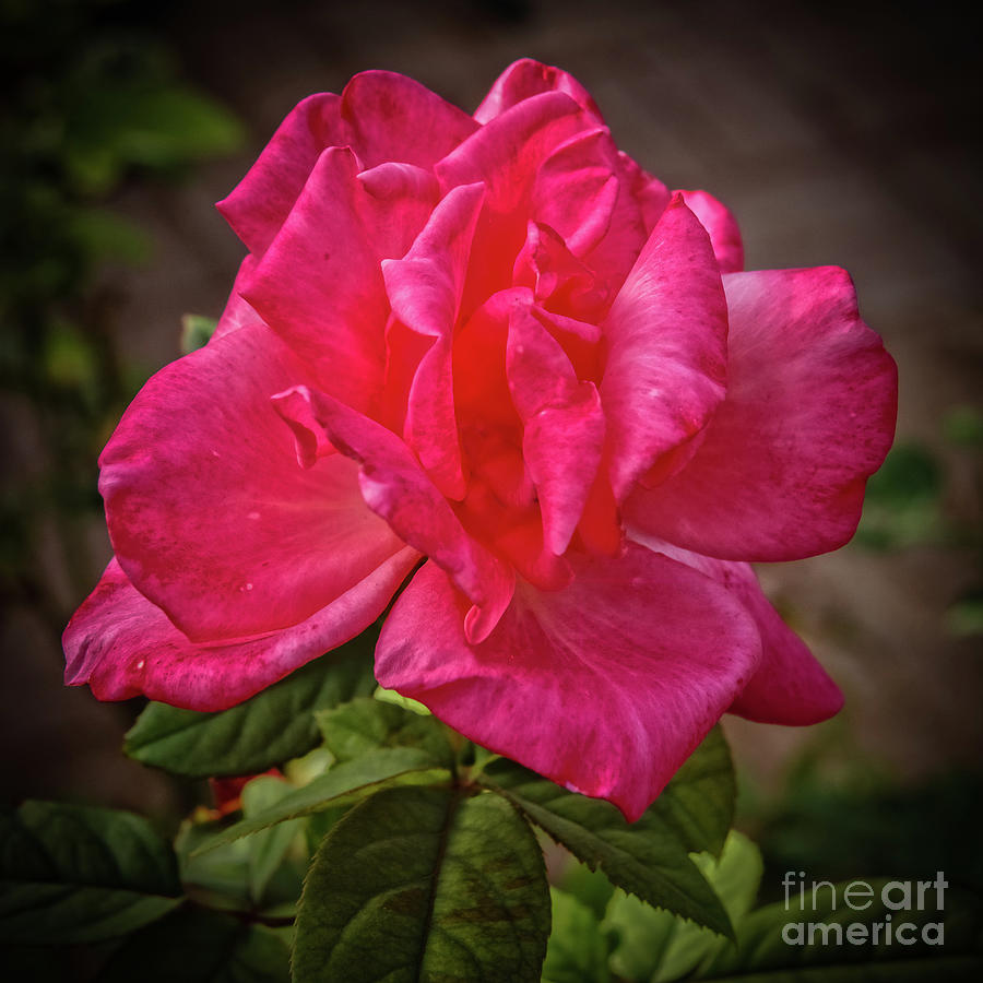 Pink Winter Rose Photograph by Robert Bales