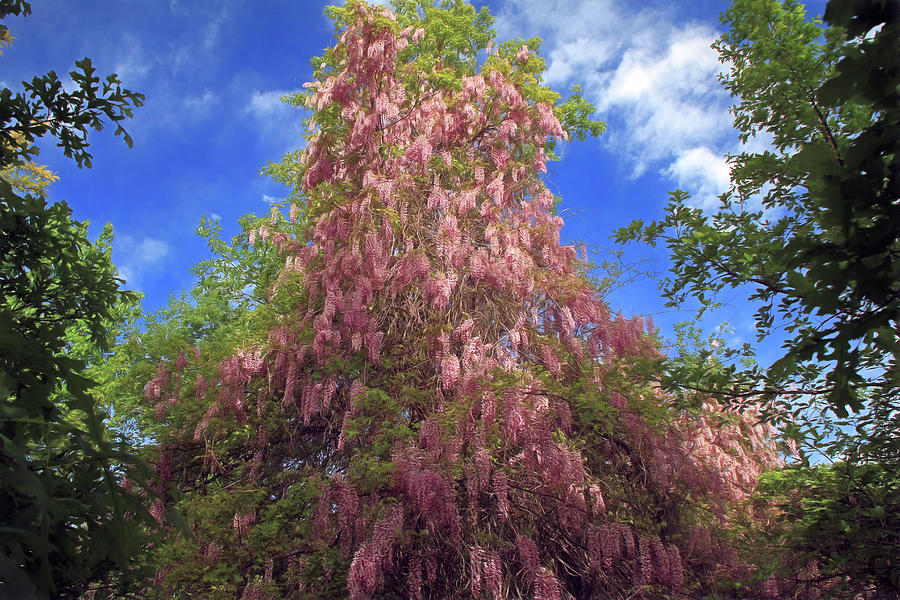 Pink Wisteria Photograph by Donna Kennedy