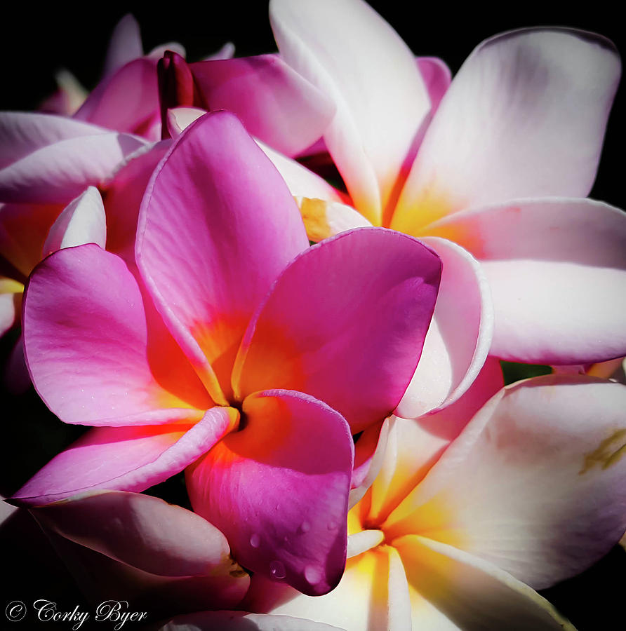 Flower Photograph - Pink With White Plumeria by Corky Byer