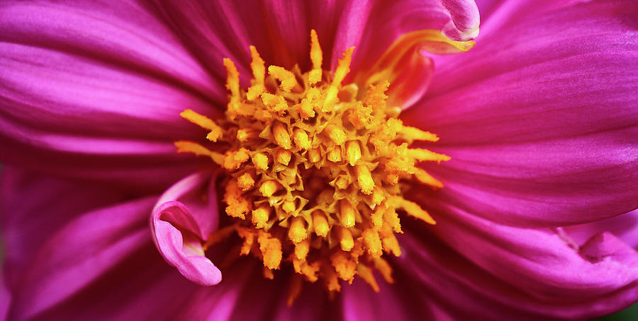 Pink with Yellow Zinnia Macro 2 Photograph by Kenneth Roberts
