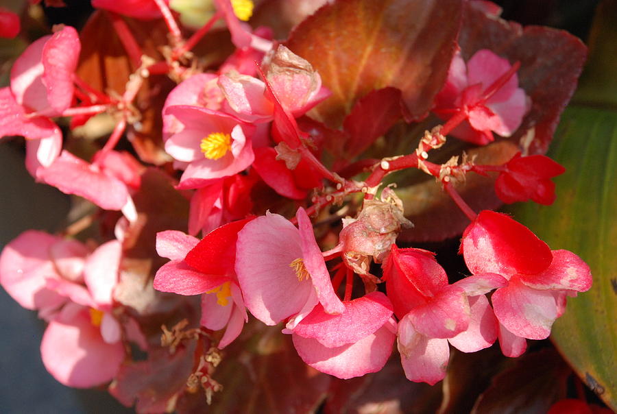 pink with small yellow flowers