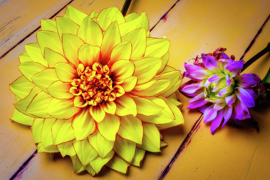 Pink Yellow Dahlia Photograph by Garry Gay