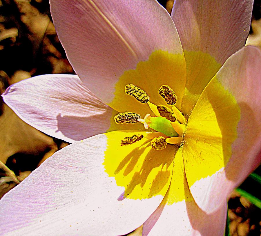 Flower Photograph - Pink Yellow Macro by Bonita Brandt