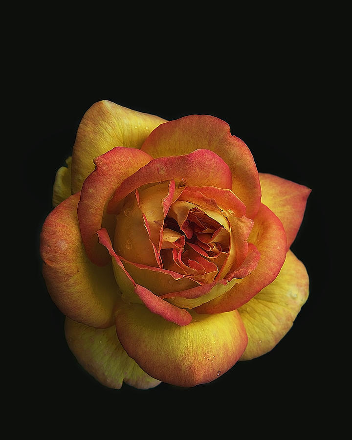 Pink-Yellow Rose Photograph by John Christopher