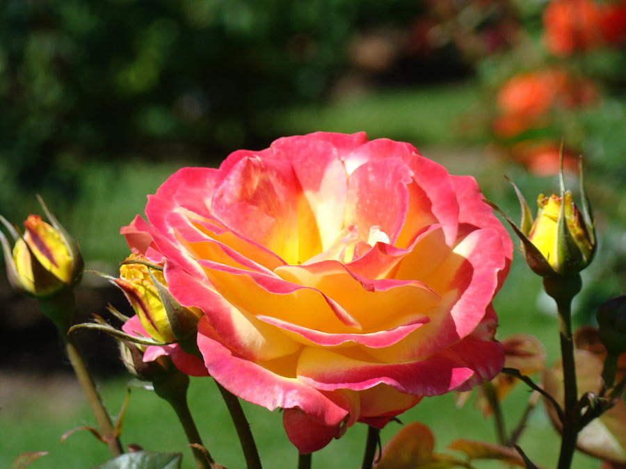 Pink Yellow Roses 3 Summer Rose Garden Giclee Art Prints Baslee ...