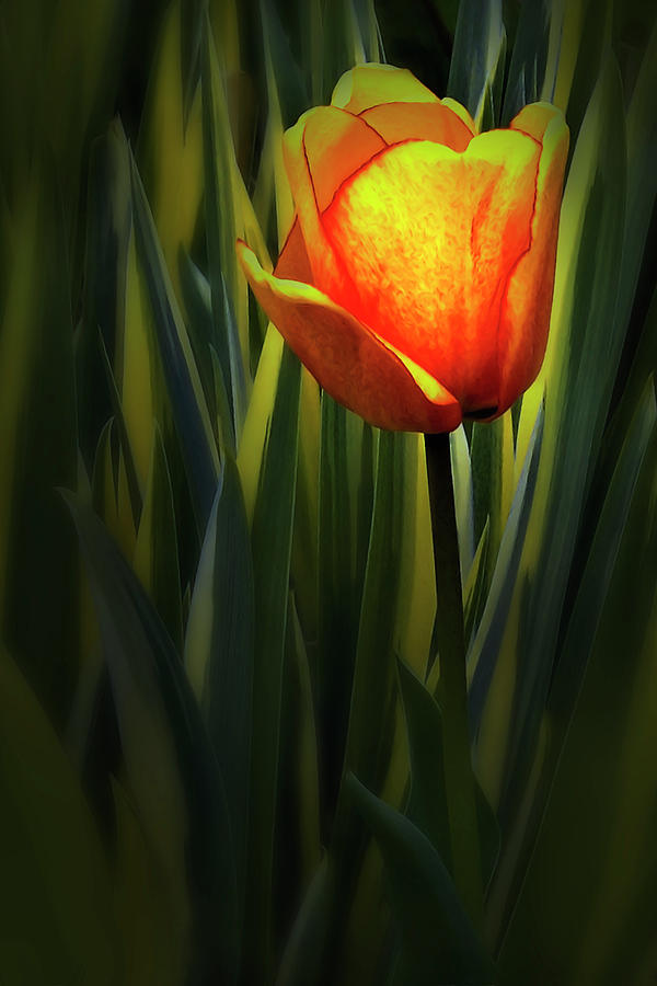 Pink-Yellow Tulip Photograph by John Christopher