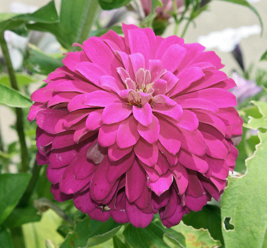 Pink Zinnia 2 Photograph by Ellen Tully