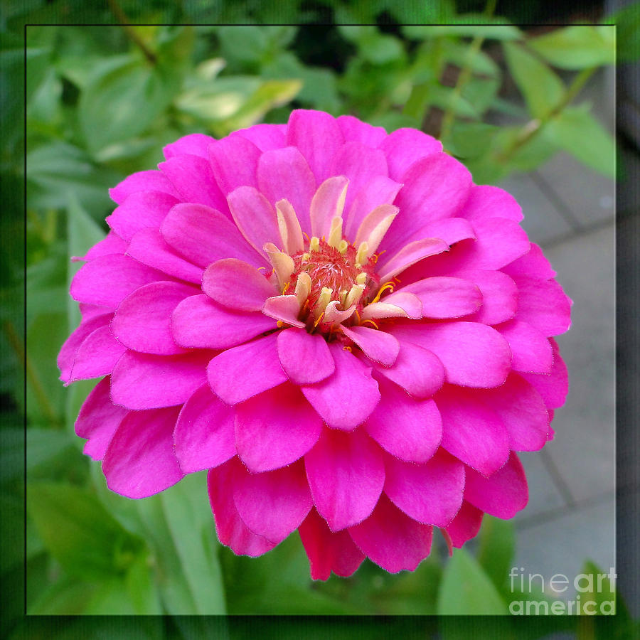 Pink Zinnia Dream Photograph by Sue Melvin