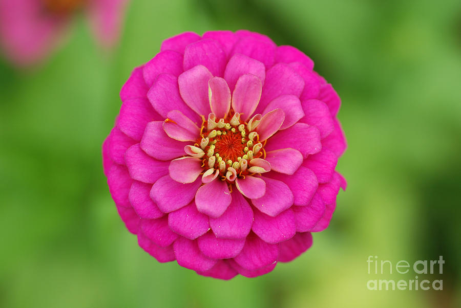 Flower Photograph - Pink Zinnia Flower by John Kaprielian