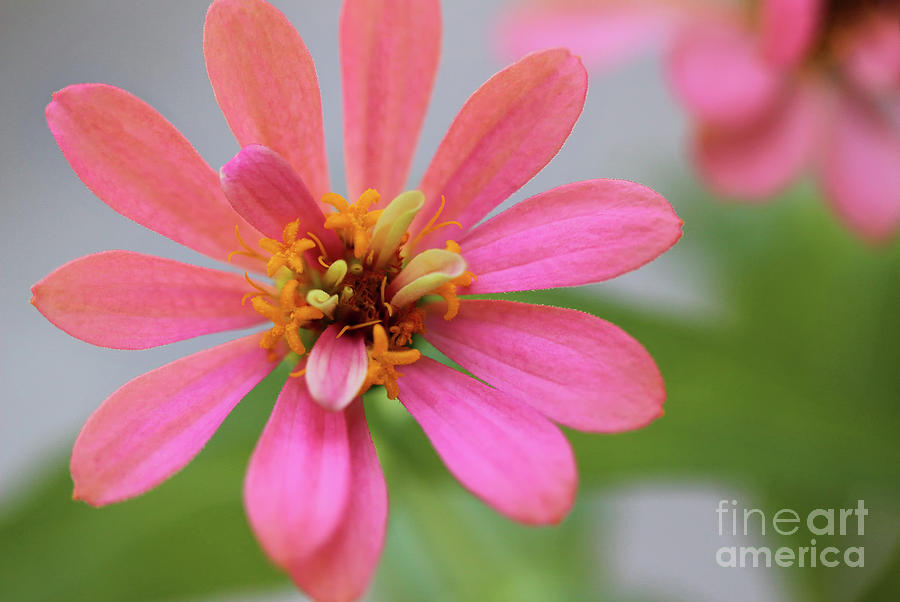 Pink Zinnia Flower Photograph by Karen Adams