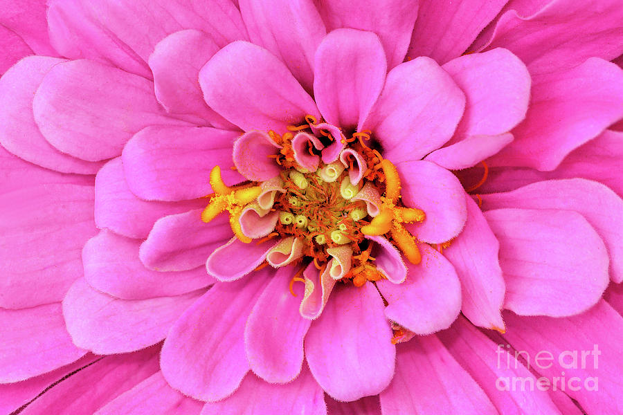 Pink Zinnia Flower Portrait Photograph