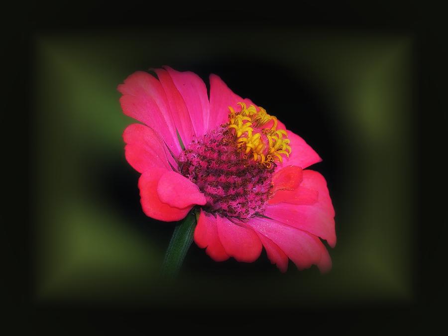 Pink Zinnia Glow Photograph by MTBobbins Photography