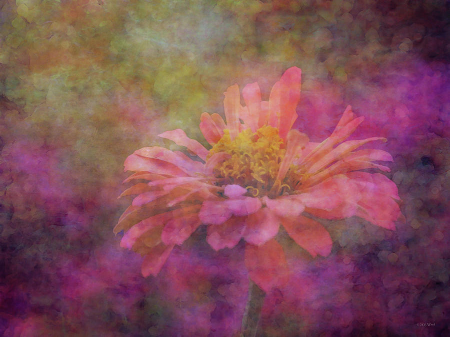Pink Zinnia In The Ethereal Plain 3038 IDP_2 Photograph by Steven Ward