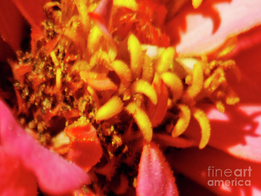 Pink Zinnia Flower Macro Close-up Photograph by Carol F Austin