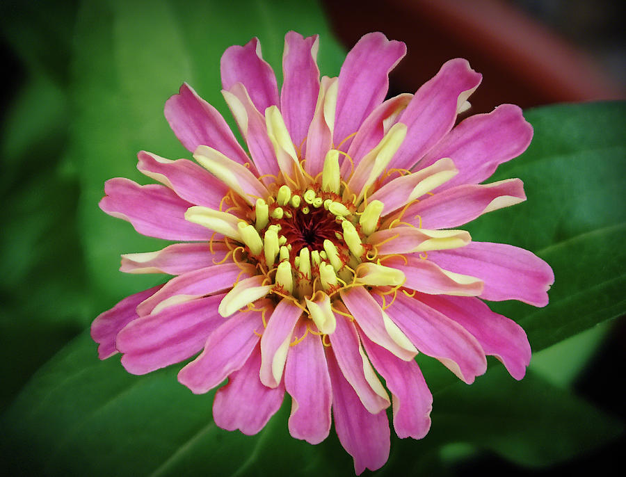 Pink Zinnia Photograph by Kenneth Roberts
