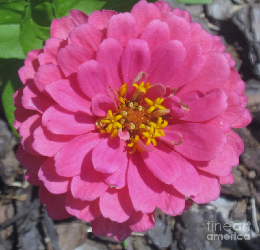 Flowers Still Life Photograph - Pink Zinnia by Nancy Craig