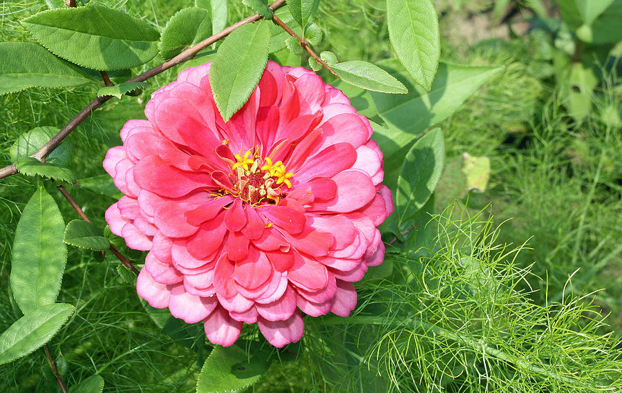 Pink Zinnia with Ferns Photograph by Ellen Tully