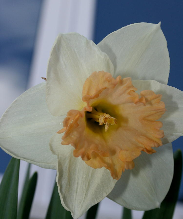 Pinkish Daffodil Photograph by Betty-Anne McDonald