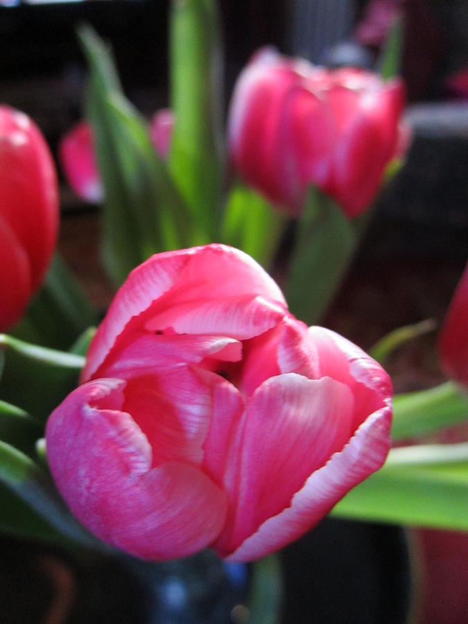 Pinkish Tulips Photograph by Rosita Larsson