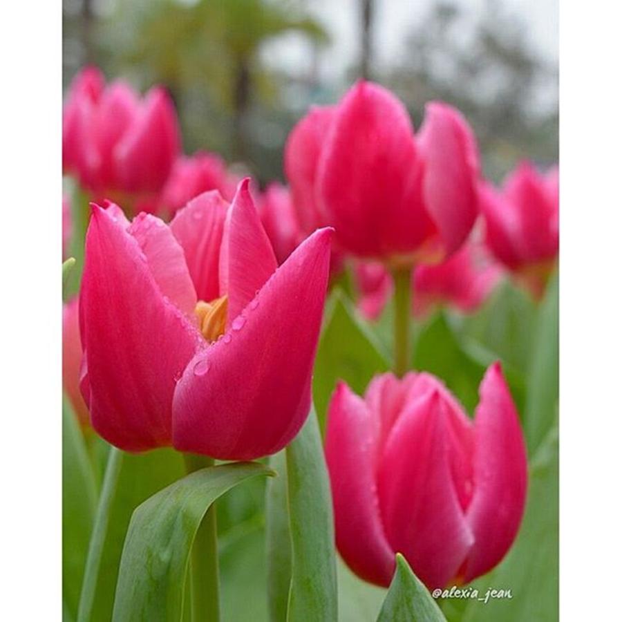 Tulip Photograph - Pink🌷

#tulips #pink #flowers by Annie Sta Ines
