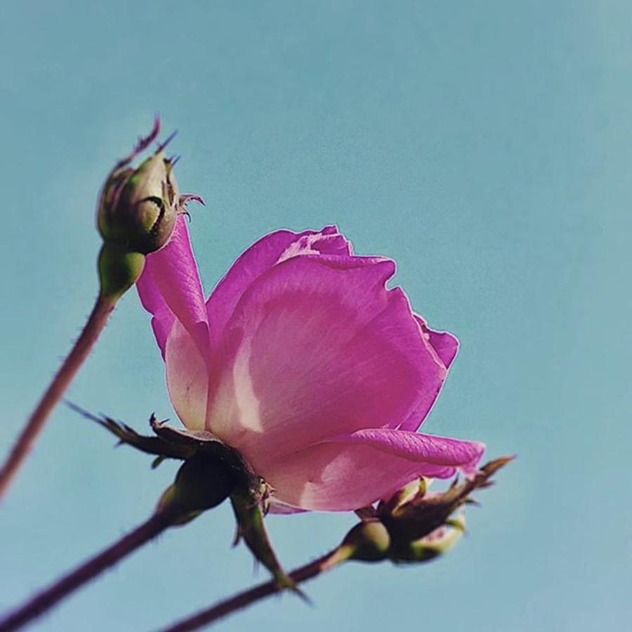 #pinkrose #negativespace Photograph by Lisa Pearlman