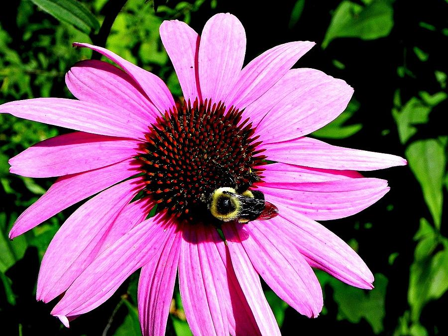 Pinky Bee Photograph by Keesha Phillips | Fine Art America