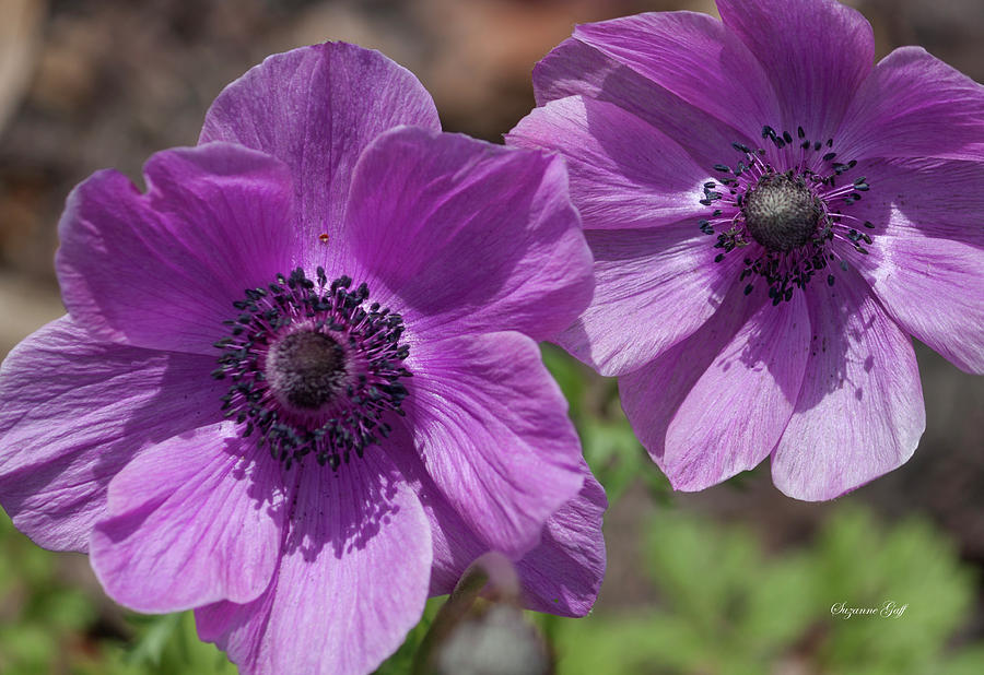 Pinky Purple Cosmos Photograph by Suzanne Gaff