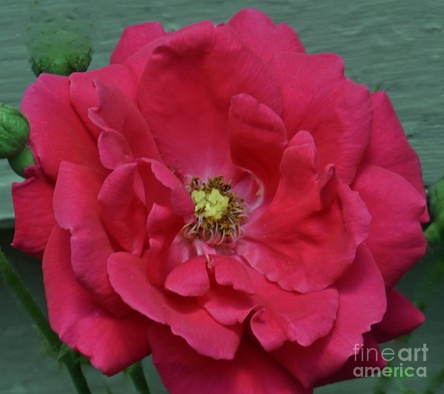 Pinkyred Rose Photograph by Marsha Heiken
